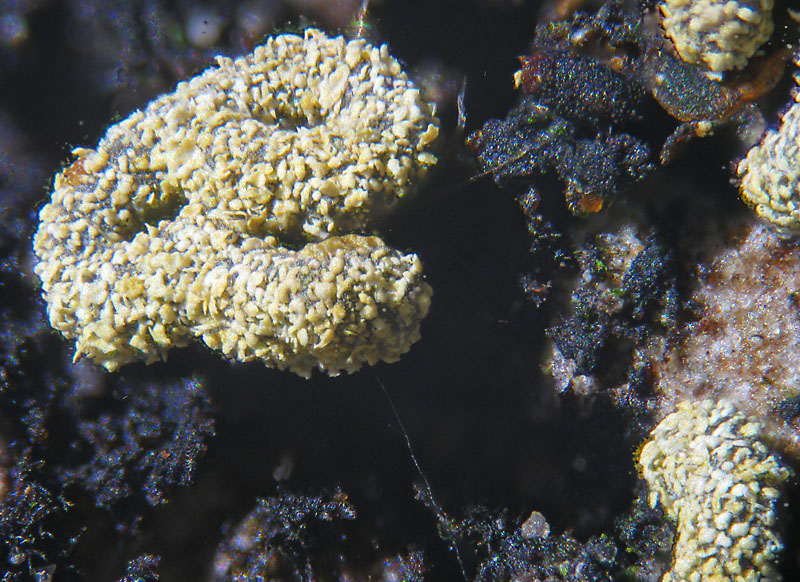 Physarum decipiens